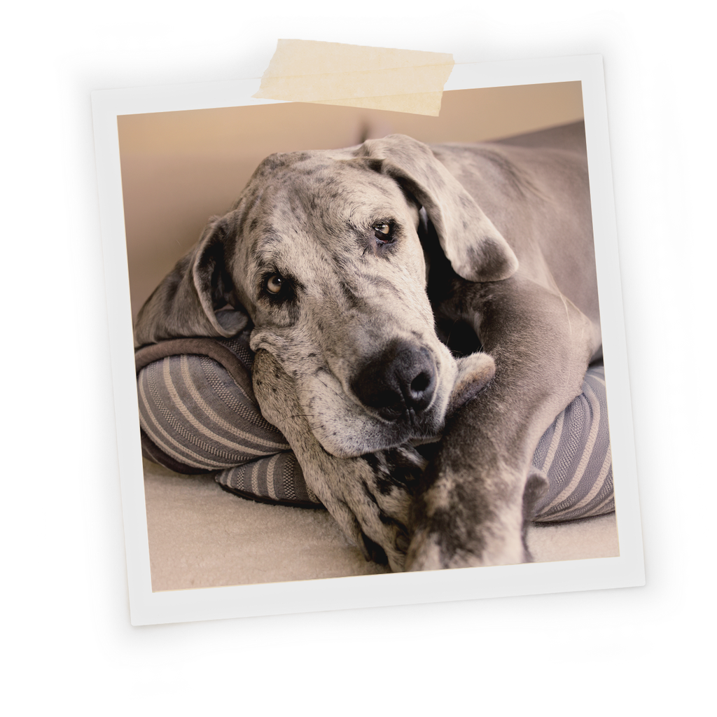 Polaroid of Paws, a blue merle Great Dane resting his head on a pillow.